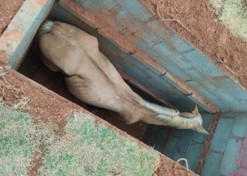 Cavalo é resgatado após cair em cova em cemitério em Poços de Caldas