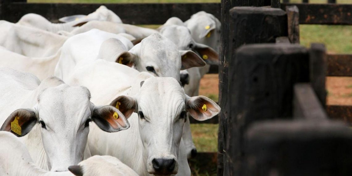 Sedet e PUC iniciam programa para melhorar a qualidade genética do rebanho de produtores em Poços