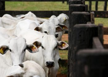 Sedet e PUC iniciam programa para melhorar a qualidade genética do rebanho de produtores em Poços