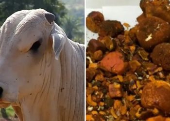 Criminosos rendem família e roubam pedras da vesícula de boi avaliadas em R$ 280 mil