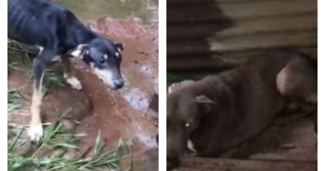 Homem é detido por maus-tratos a animais em São João da Boa Vista