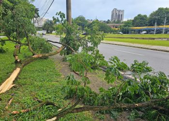 Chuva provoca queda de árvores em Poços de Caldas