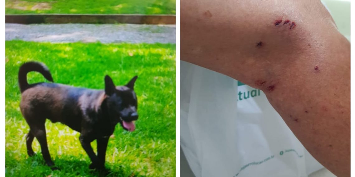 CCZ recolhe cachorro após cinco pessoas serem atacadas em Poços de Caldas