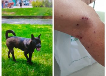 CCZ recolhe cachorro após cinco pessoas serem atacadas em Poços de Caldas