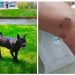 CCZ recolhe cachorro após cinco pessoas serem atacadas em Poços de Caldas