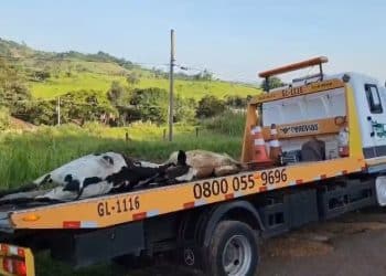 Vacas morrem após serem atropeladas na rodovia SP-350