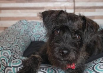 Cadastro para castração de cães e gatos é retomado em Poços de Caldas; veja como fazer