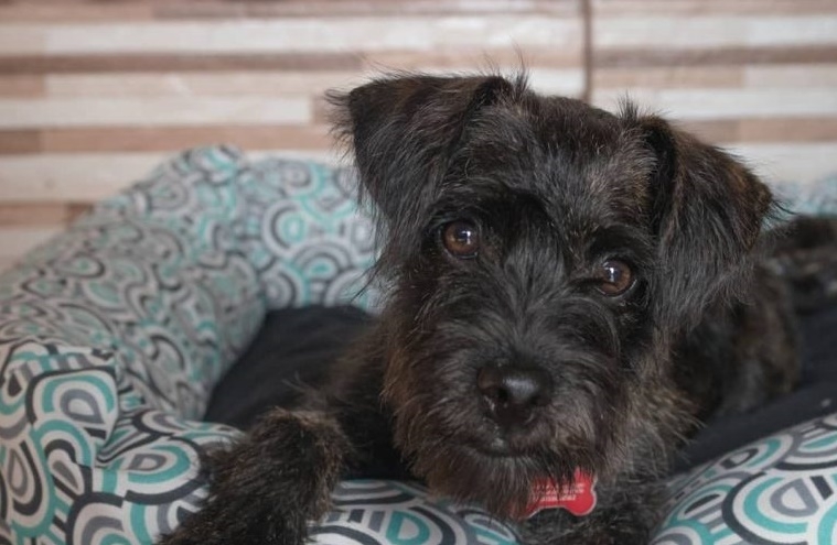 Cadastro para castração de cães e gatos é retomado em Poços de Caldas; veja como fazer