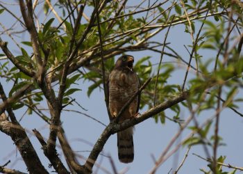 Projeto apoiado pela Alcoa mapeará áreas para implantação de corredores ecológicos em Poços de Caldas e região