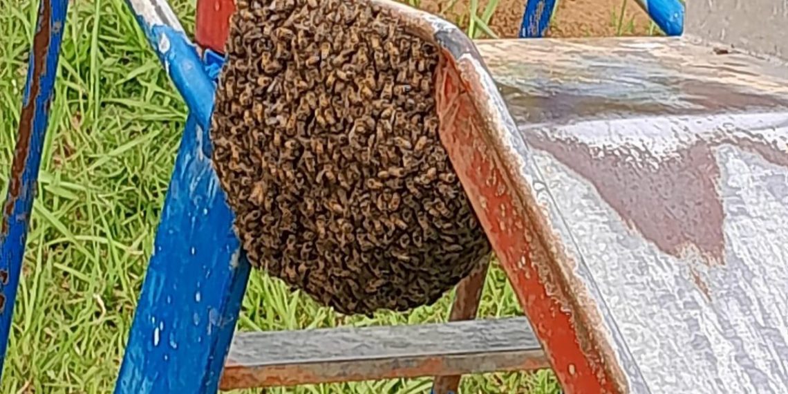 Enxame de abelhas em escorregador de parquinho infantil causa preocupação em Poços de Caldas