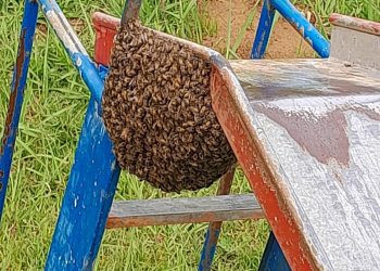 Enxame de abelhas em escorregador de parquinho infantil causa preocupação em Poços de Caldas