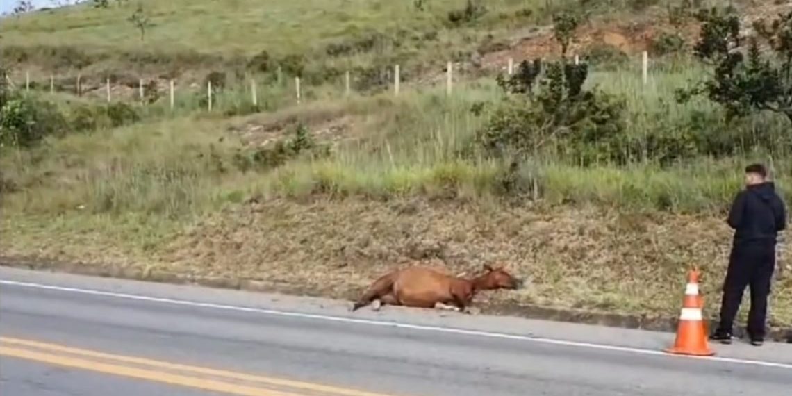 Dois cavalos morrem atropelados na Rodovia do Contorno em Poços de Caldas
