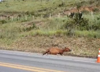 Dois cavalos morrem atropelados na Rodovia do Contorno em Poços de Caldas