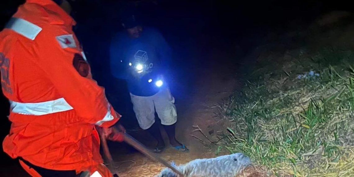 Cão ilhado em brejo é resgatado pelo Corpo de Bombeiros