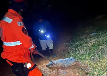 Cão ilhado em brejo é resgatado pelo Corpo de Bombeiros
