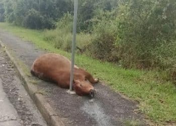 Vaca morre atropelada na zona leste de Poços de Caldas