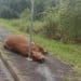 Vaca morre atropelada na zona leste de Poços de Caldas