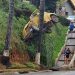 Susto: fusca perde freios e fica preso por coqueiro após cair em barranco