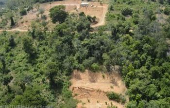 Meio Ambiente Estadual reforça combate ao desmatamento em Minas