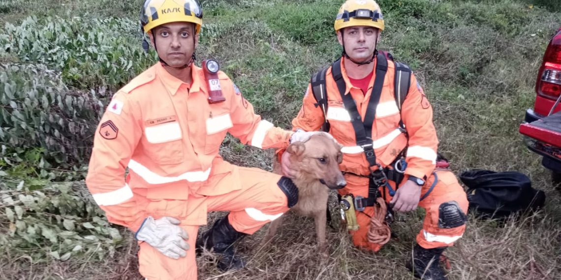 Cão é resgatado após cair em buraco com 30 metros em Poços de Caldas