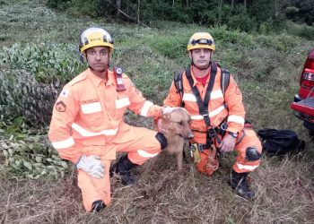 Cão é resgatado após cair em buraco com 30 metros em Poços de Caldas