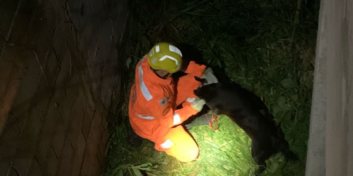 Cachorra é resgatada de local de difícil acesso na zona sul de Poços