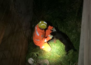 Cachorra é resgatada de local de difícil acesso na zona sul de Poços