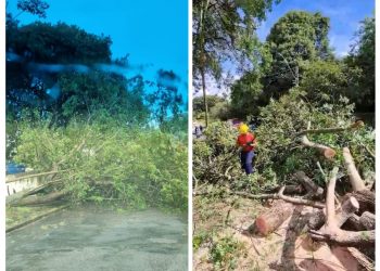 Chuva provoca queda de árvore em Poços de Caldas