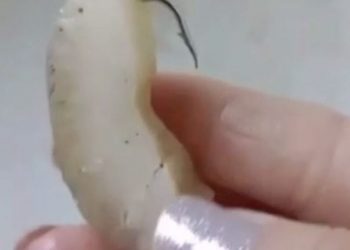VÍDEO: idoso é preso em MG após dar pedaço de carne com anzol para cadela