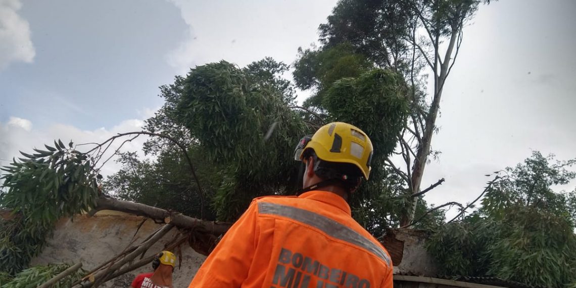 Eucalipto cai e atinge muro de casas na zona oeste de Poços de Caldas