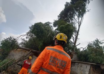 Eucalipto cai e atinge muro de casas na zona oeste de Poços de Caldas