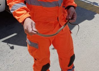 VÍDEO | Cobra é encontrada abrigada em carreta em Poços de Caldas