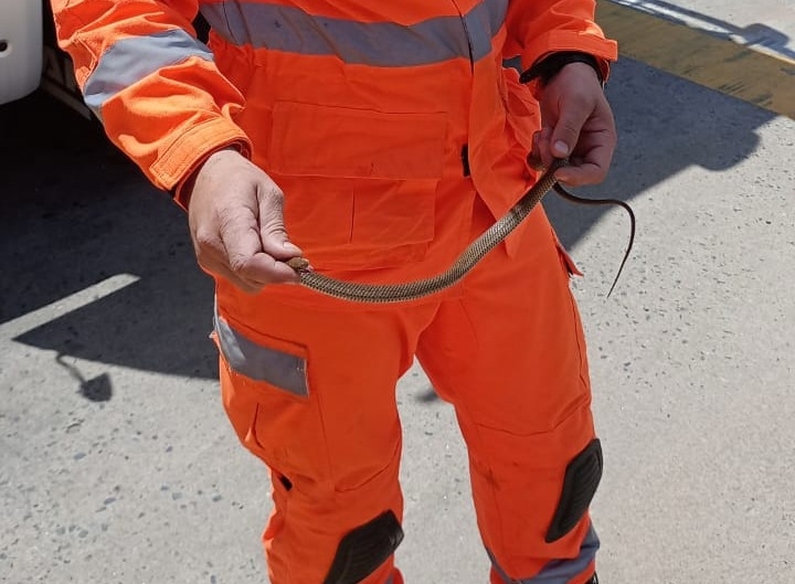 VÍDEO | Cobra é encontrada abrigada em carreta em Poços de Caldas