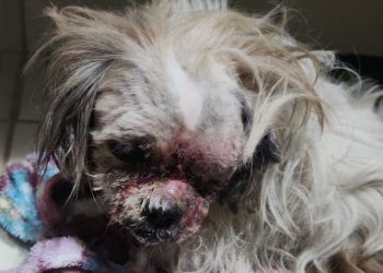 Maus tratos: larvas estavam ‘comendo’ cão resgatado pela polícia e associação em Poços