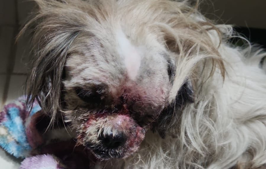 Maus tratos: larvas estavam ‘comendo’ cão resgatado pela polícia e associação em Poços