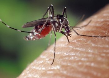 Poços de Caldas contabiliza 31 casos prováveis de dengue