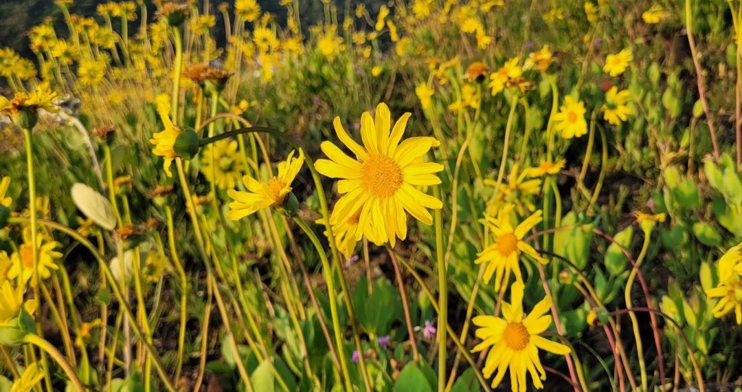 Conservação dos campos de altitude é abordada em Poços de Caldas