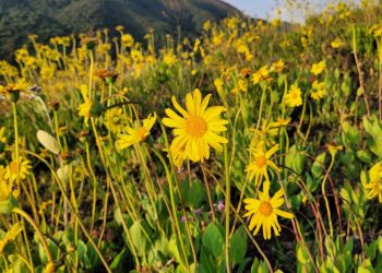 Conservação dos campos de altitude é abordada em Poços de Caldas