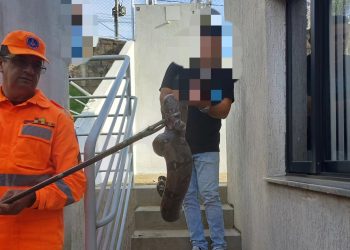 Bombeiros capturam jiboia em cidade do Sul de Minas