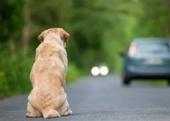 Aprovada lei que obriga prestar socorro aos animais atropelados em Poços de Caldas
