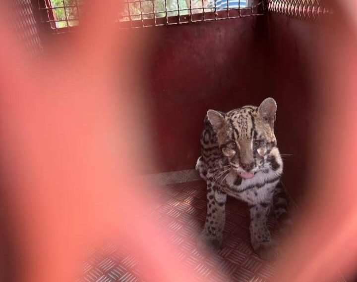 Jaguatirica é resgatada na zona rural de Botelhos