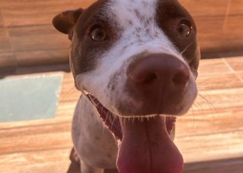 Programa de Castração de cães e gatos retorna dia 11 em Poços de Caldas