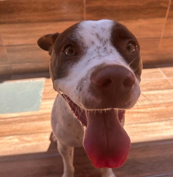 Programa de Castração de cães e gatos retorna dia 11 em Poços de Caldas