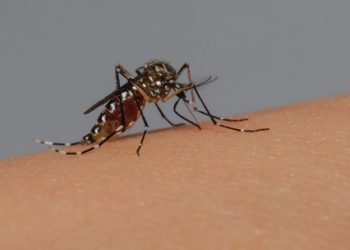 Idoso morre em Andradas com suspeita de dengue