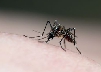 Poços de Caldas tem 91 casos de dengue confirmados