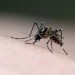 Poços de Caldas tem 91 casos de dengue confirmados