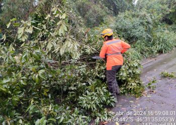 Árvores caem após forte chuva em Poços de Caldas