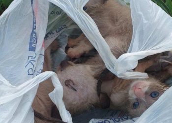 Mulher abandona gatos em sacola dentro de lixeira em cidade do Sul de Minas