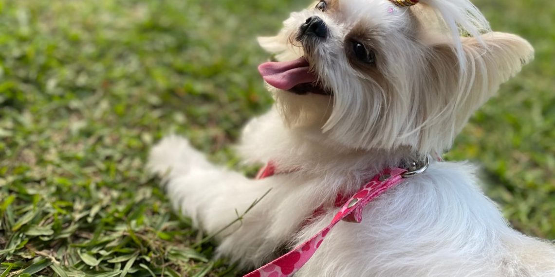 Cadastro para castração de cães e gatos será retomado em Poços na segunda (15)