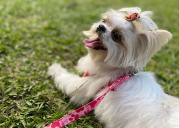 Cadastro para castração de cães e gatos será retomado em Poços na segunda (15)